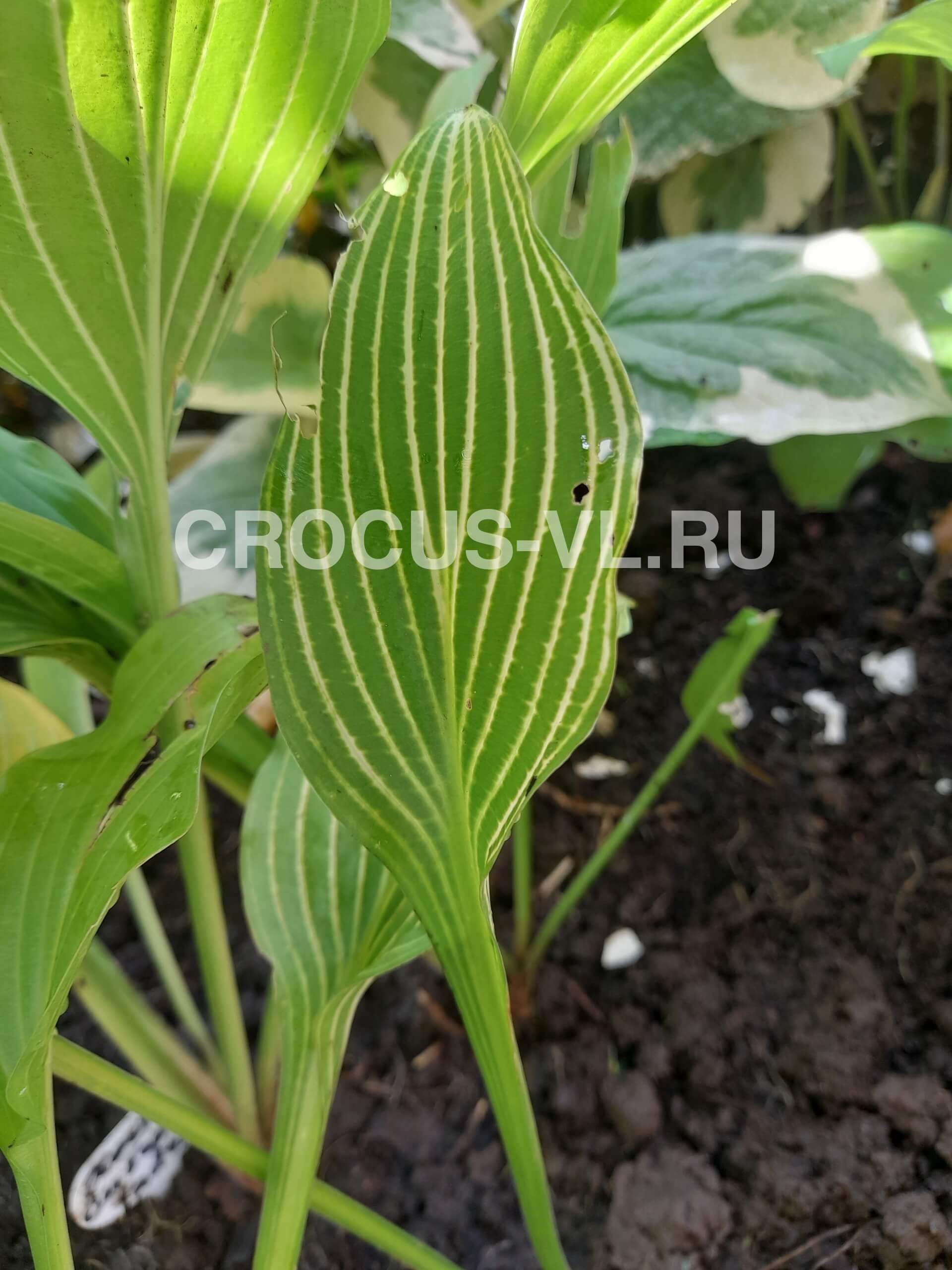 Хоста гибридная «Siberian Tiger»